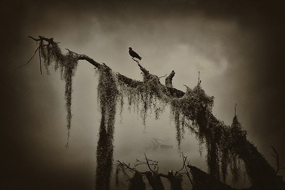 Ghosts of Pain and Pleasure- Nola-LisaDuBois©