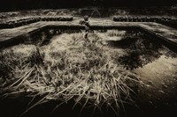 Ghosts of Pain and Pleasure- Nola-LisaDuBois©