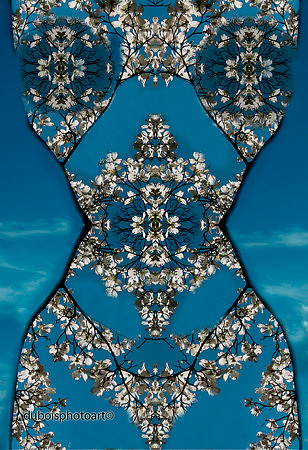 cherry blossomweb2 queen