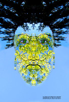 web(1)